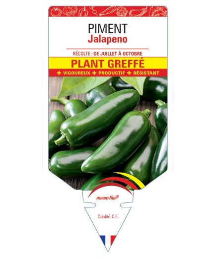 PIMENT JALAPENO PLANT GREFFE