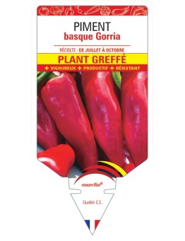 PIMENT BASQUE GORRIA PLANT GREFFE