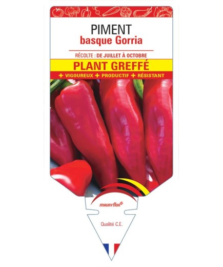 PIMENT BASQUE GORRIA PLANT GREFFE