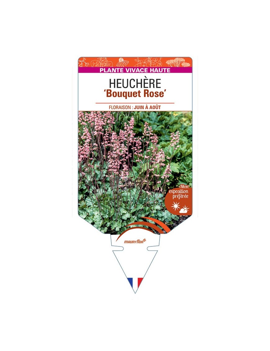 HEUCHERA X BRIZOIDES BOUQUET ROSE