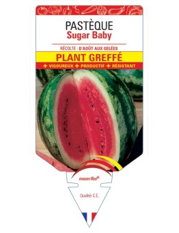 PASTÈQUE SUGAR BABY PLANT GREFFE