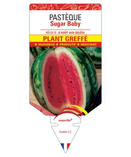 PASTÈQUE SUGAR BABY PLANT GREFFE