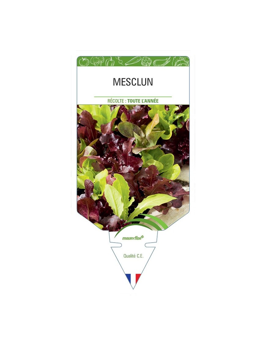MESCLUN