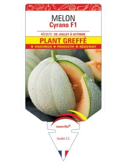 MELON CYRANO F1 PLANT GREFFE