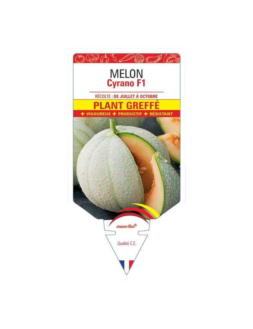 MELON CYRANO F1 PLANT GREFFE