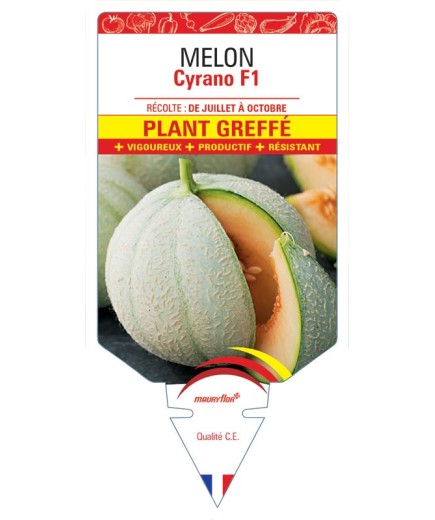 MELON CYRANO F1 PLANT GREFFE