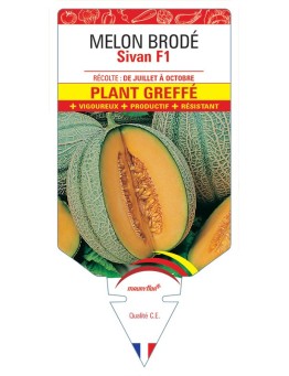MELON BRODÉ SIVAN F1 PLANT GREFFE