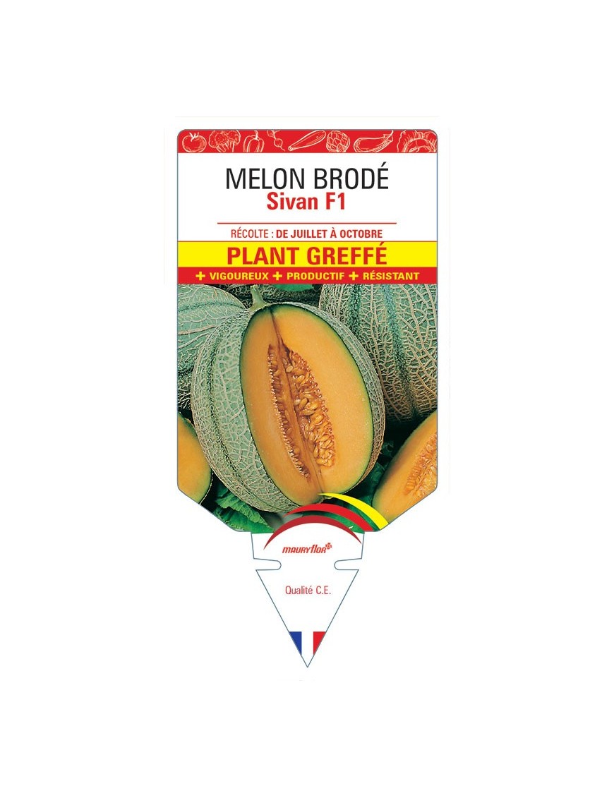 MELON BRODÉ SIVAN F1 PLANT GREFFE