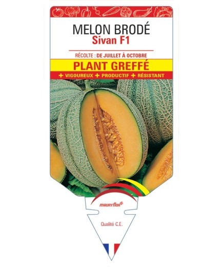 MELON BRODÉ SIVAN F1 PLANT GREFFE