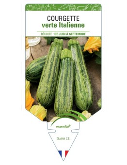COURGETTE VERTE ITALIENNE