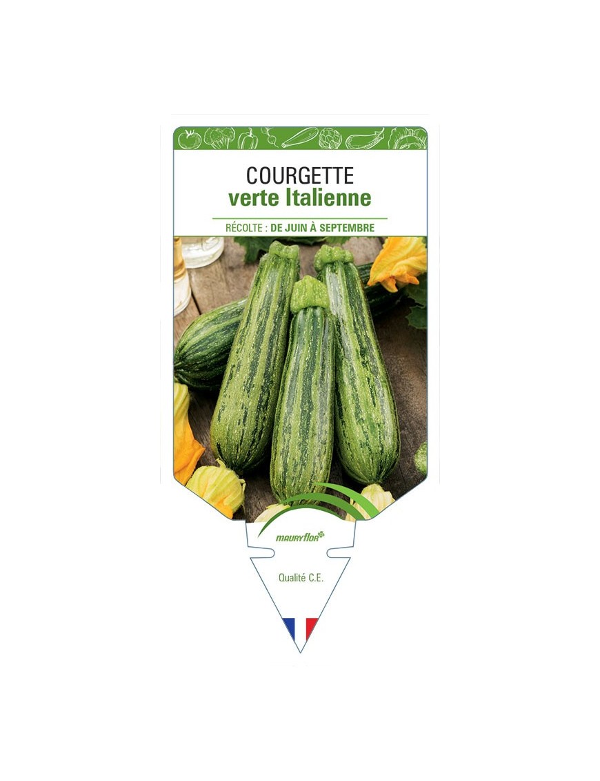 COURGETTE VERTE ITALIENNE