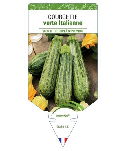 COURGETTE VERTE ITALIENNE