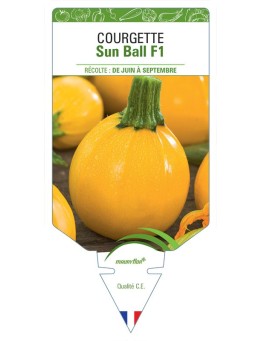 COURGETTE SUN BALL F1