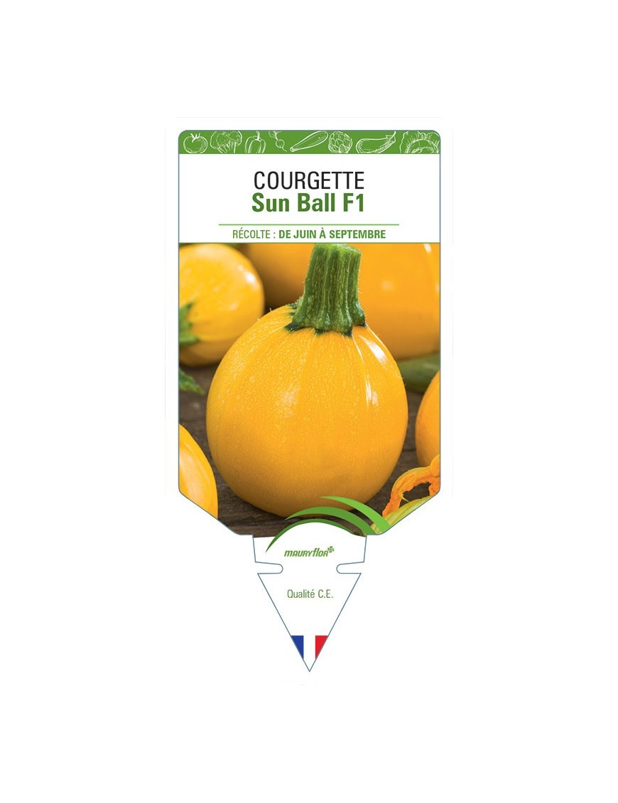 COURGETTE SUN BALL F1