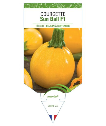 COURGETTE SUN BALL F1