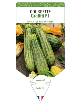 COURGETTE GRAFFITI F1