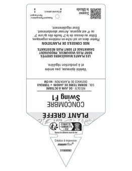 CONCOMBRE SWING F1 PLANT GREFFÉ