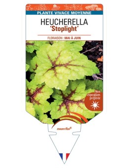 HEUCHERELLA Stoplight