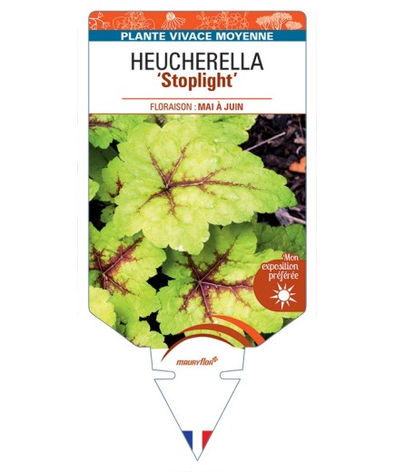 HEUCHERELLA Stoplight