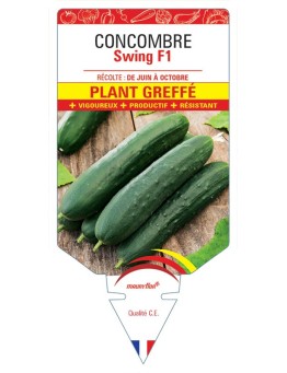 CONCOMBRE SWING F1 PLANT GREFFÉ