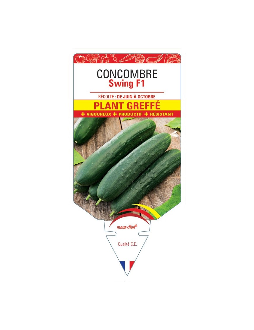 CONCOMBRE SWING F1 PLANT GREFFÉ
