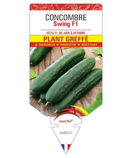 CONCOMBRE SWING F1 PLANT GREFFÉ