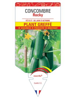 CONCOMBRE ROCKY PLANT GREFFE