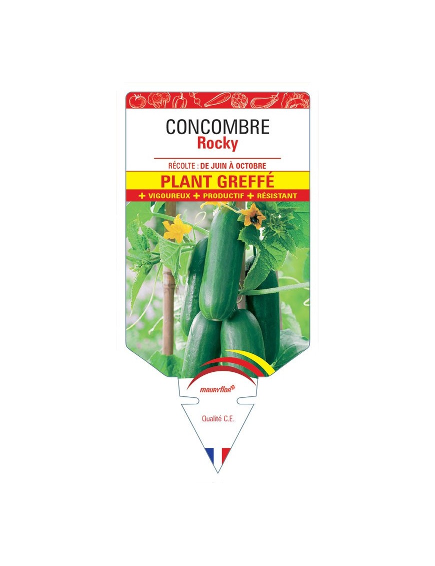 CONCOMBRE ROCKY PLANT GREFFE