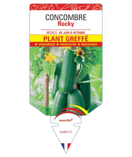 CONCOMBRE ROCKY PLANT GREFFE