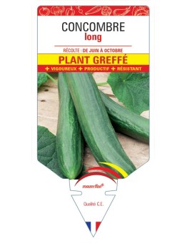 CONCOMBRE LONG PLANT GREFFÉ