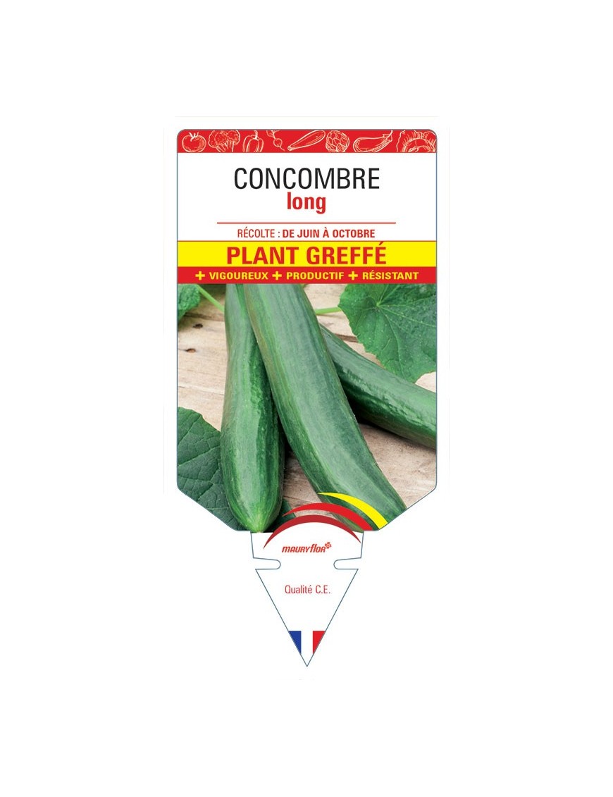 CONCOMBRE LONG PLANT GREFFÉ