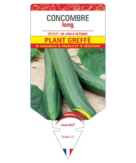CONCOMBRE LONG PLANT GREFFÉ