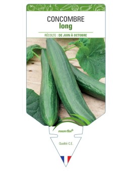 CONCOMBRE LONG