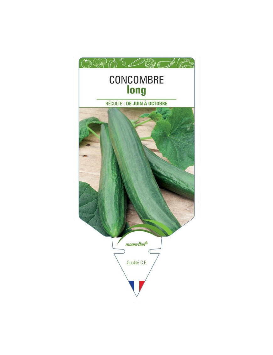 CONCOMBRE LONG