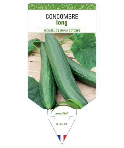 CONCOMBRE LONG