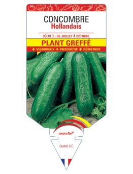 CONCOMBRE HOLLANDAIS PLANT GREFFÉ