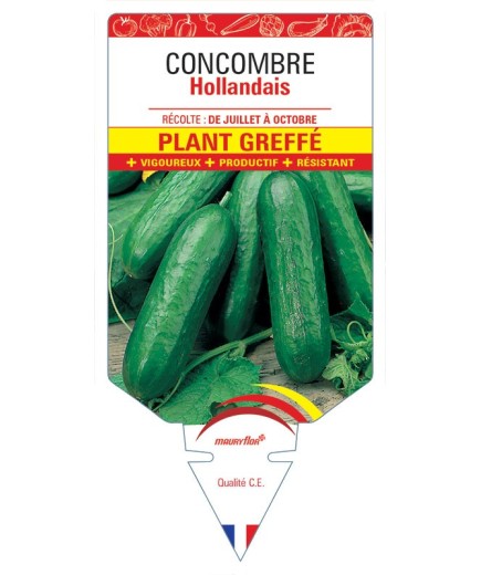 CONCOMBRE HOLLANDAIS PLANT GREFFÉ