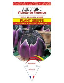 AUBERGINE VIOLETTE DE FLORENCE PLANT GREFFE