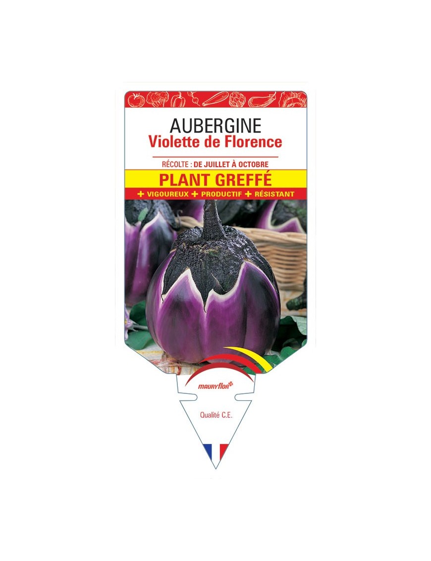 AUBERGINE VIOLETTE DE FLORENCE PLANT GREFFE