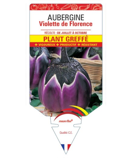 AUBERGINE VIOLETTE DE FLORENCE PLANT GREFFE