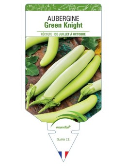 AUBERGINE GREEN KNIGHT