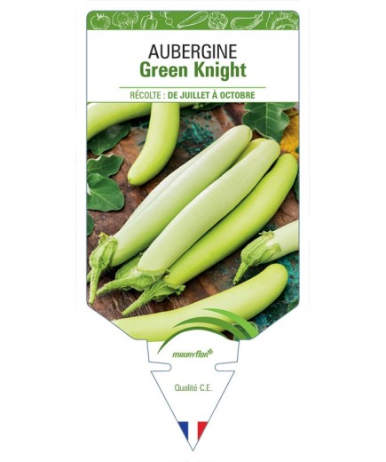 AUBERGINE GREEN KNIGHT