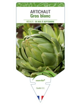 ARTICHAUT GROS BLANC