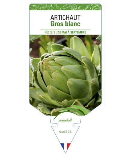 ARTICHAUT GROS BLANC