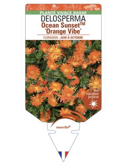DELOSPERMA Ocean Sunset™ Orange Vibe