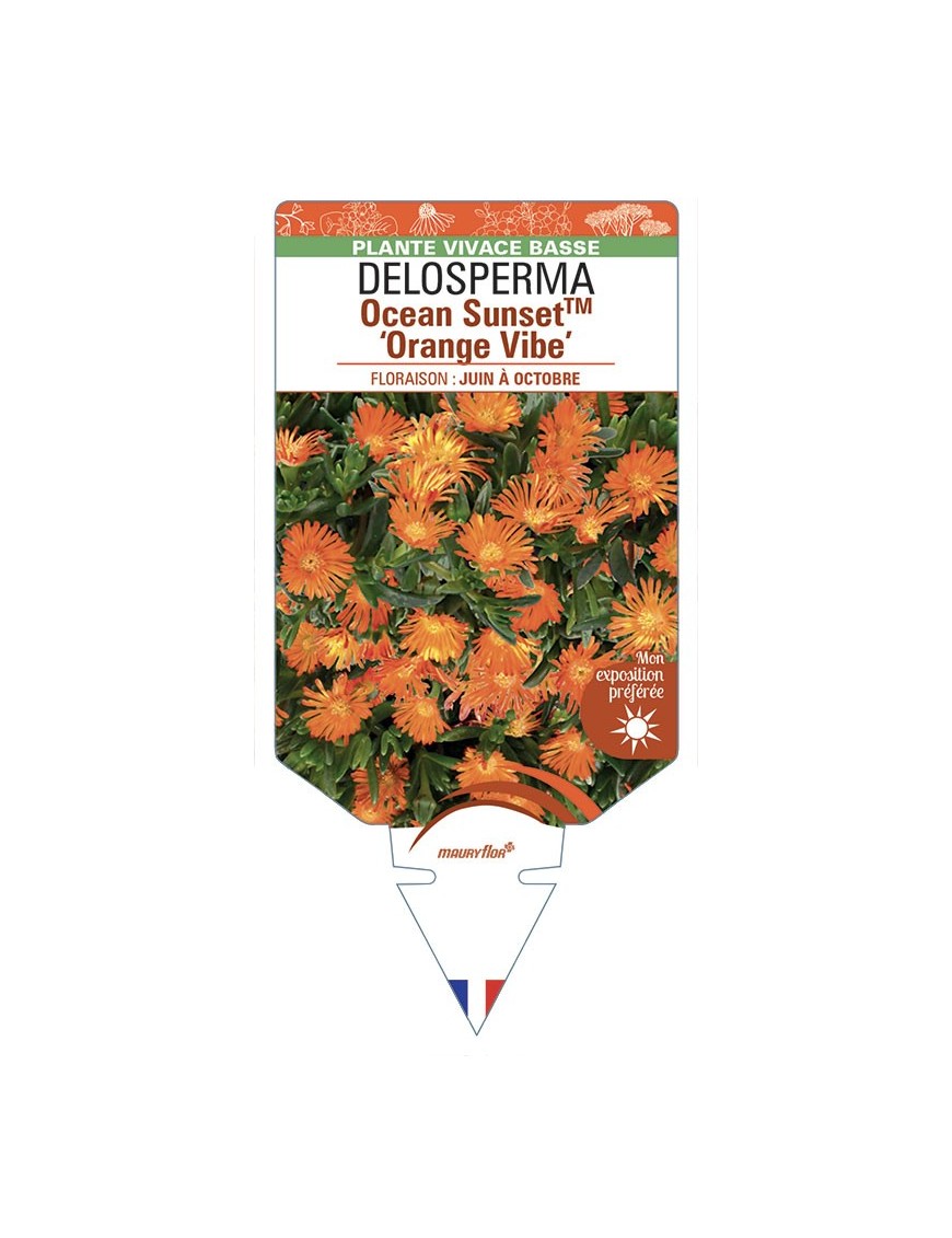DELOSPERMA Ocean Sunset™ Orange Vibe