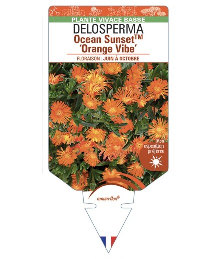 DELOSPERMA Ocean Sunset™ Orange Vibe