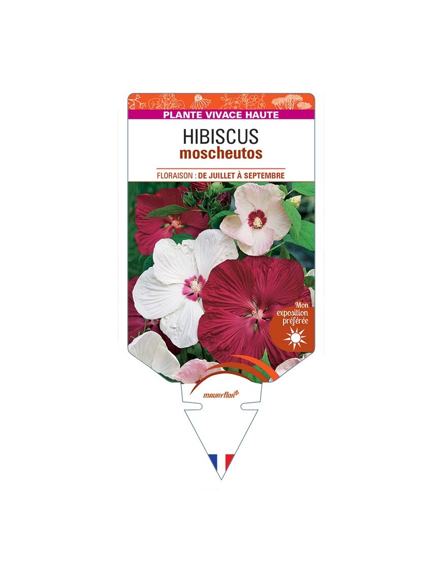 HIBISCUS moscheutos