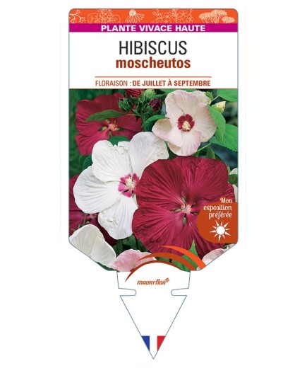 HIBISCUS moscheutos
