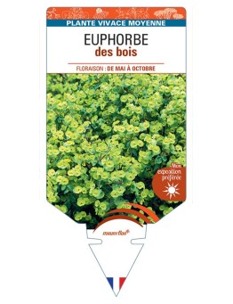 EUPHORBIA (amygdaloides blanc)